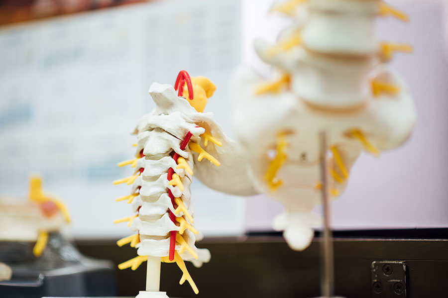 a chiropractors vertebra modle